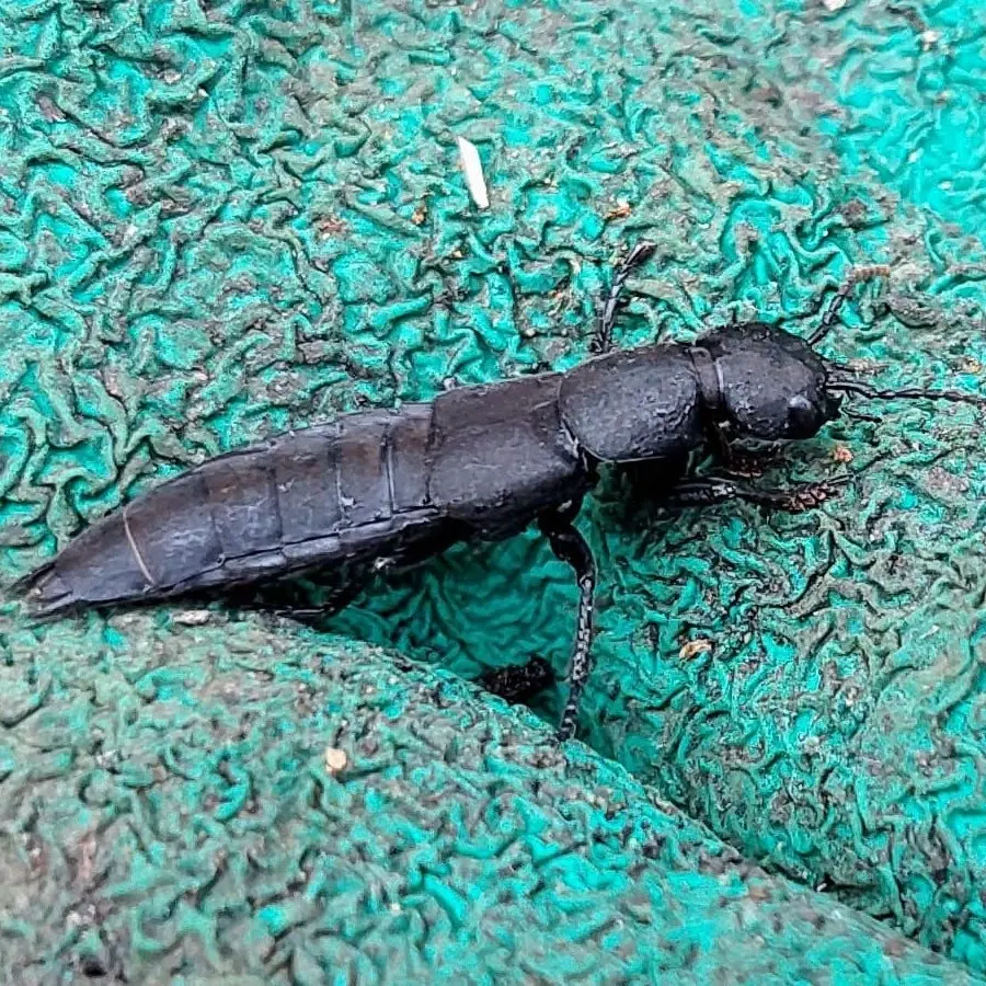 ocype odorant